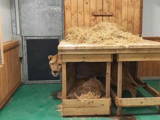  Löwe Erion | Foto: VIER PFOTEN