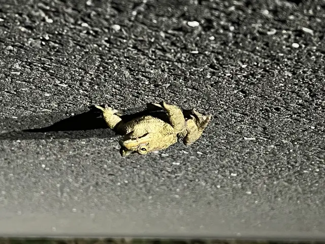 Erdkröte | Foto: Polizeidirektion Neustadt/Weinstraße