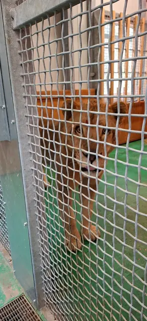  Löwe Erion | Foto: Hauptzollamt Saarbrücken