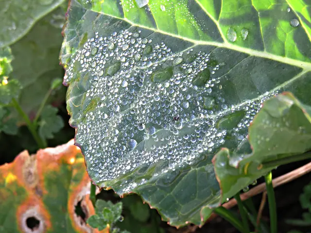 Foto: Brigitte Melder