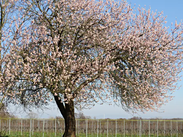 Immer der erste blühende Baum in Königsbach | Foto: Brigitte Melder
