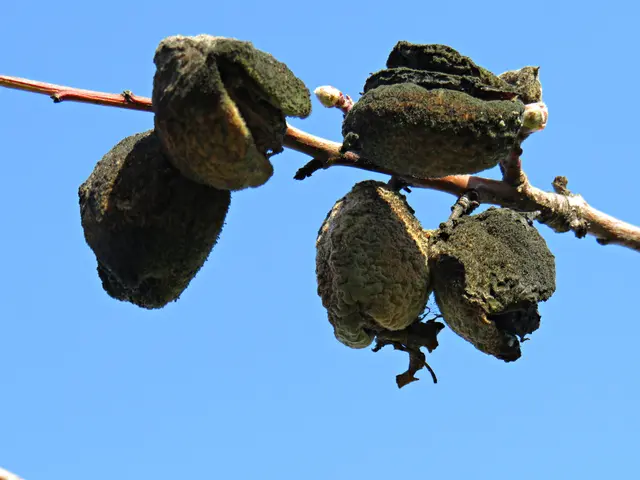 Foto: Brigitte Melder