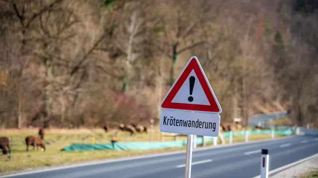 Im Frühling geraten Erdkröten bei Regen und milden Nächten oft auf Straßen. Eine langsamere Fahrweise und das sichere Umsetzen einzelner Tiere können die Wanderung zu Laichgewässern erleichtern. | Foto: Sonja Birkelbach/stock.adobe.com