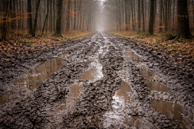 Stadtforst bittet um Verständnis für matschige Waldwege | Foto: Mit KI generiert/Eva Bender