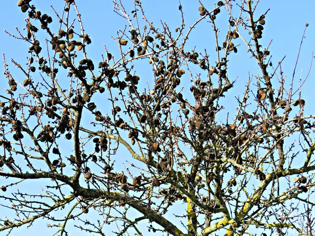 Voller Mandelbaum | Foto: Brigitte Melder