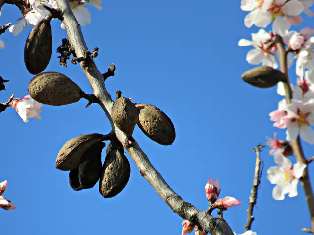 Die Mandeln hängen noch vom letzten Jahr | Foto: Brigitte Melder