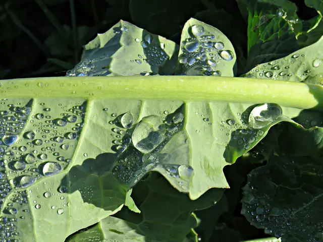 Tropfen vom letzten Regen | Foto: Brigitte Melder