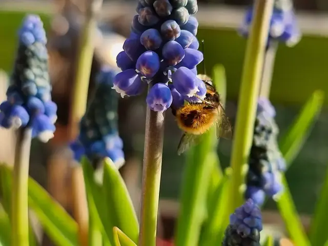 Die ersten Mauerbienen sind bereits geschlüpft. | Foto: BAS