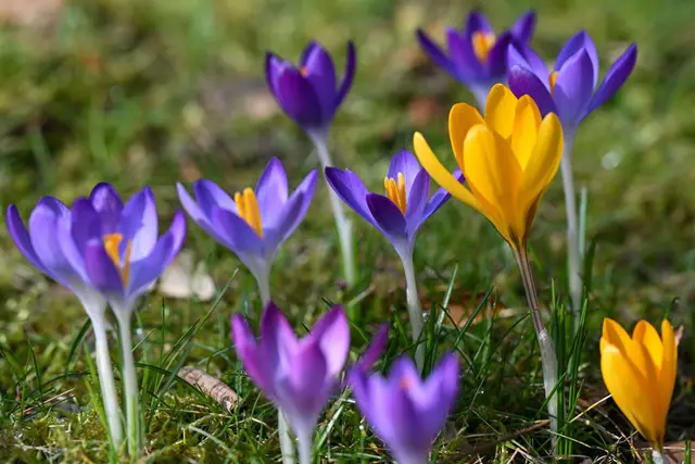 Milder Winter und frühlingshaftes Finale (Symbolbild). | Foto: dpa