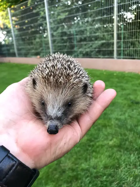 Igel finden in vielen Gärten kaum noch Nahrung oder Unterschlupf. Ein Vortrag der ORBEA macht sichtbar, warum der Artenschwund direkt vor unserer Haustür stattfindet und wie jeder Garten Teil der Lösung werden kann. 
 | Foto: Igelfreunde Rhein-Pfalz
