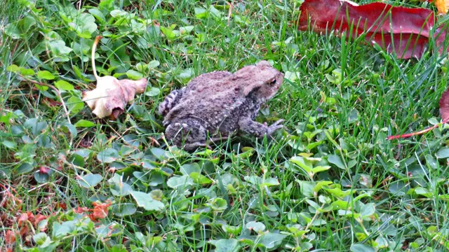 Kröte | Foto: Brigitte Melder