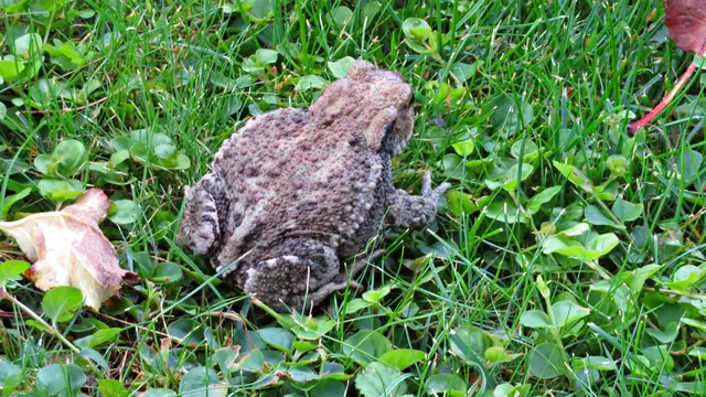 Kröte | Foto: Brigitte Melder