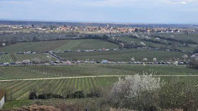 Ausgewiesene Parkflächen im nördlichen und südlichen Bereich von Gimmeldingen erleichtern die Anreise zum Mandelblütenfest 2026 | Foto: Eva Bender