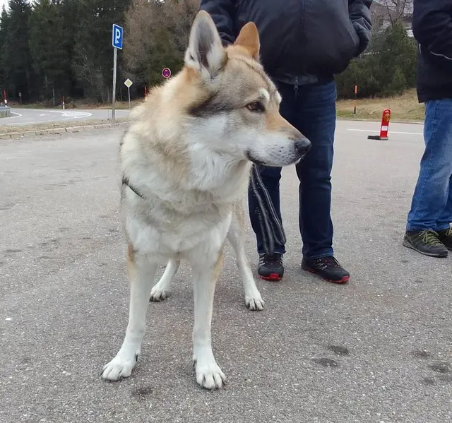 Für Grindi: Tschechischer Wolfshund auf der Mahnwache. | Foto: Barbara Schwarz