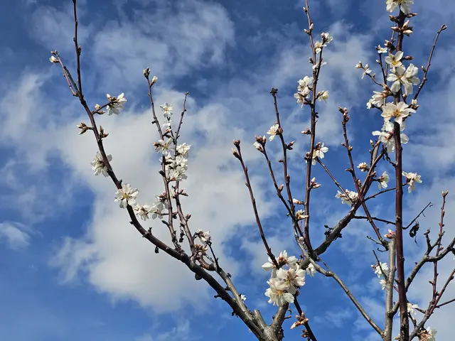 Die weißen Mandelblüten sind etwas früher dran.  | Foto: Eva Bender
