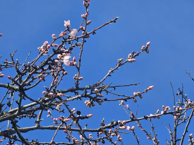 Blütenstand Mandelblüte am 01.03.2025: Das Gimmeldinger Mandelblütenfest rückt in großen Schritten näher | Foto: Eva Bender
