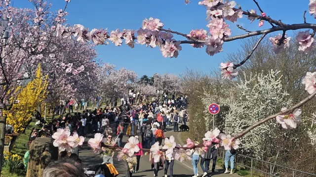 Tausende Besucher werden an beiden Festwochenenden beim Gimmeldinger Mandelblütenfest 2026 erwartet | Foto: Eva Bender