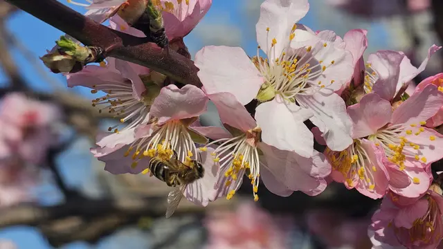 Mandelblütenfest Gimmeldingen 2026: Die Mandelblüte lässt noch etwas auf sich warten. Es gibt sie in Weiß und in Rosa. Hier schon mal ein kleiner Vorgeschmack - nicht nur für Bienen. | Foto: Eva Bender