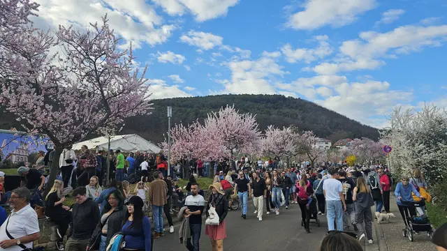 Besucher aus der ganzen Region genießen die Mandelblütenpracht in Gimmeldingen | Foto: Eva Bender