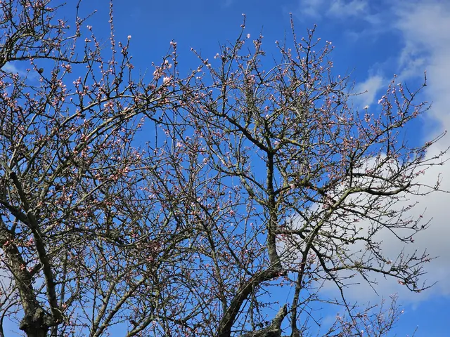 Bis alle Mandelbäume in voller Blüte stehen, dauert es noch ein wenig (Stand 01.03.2026)
 | Foto: Eva Bender