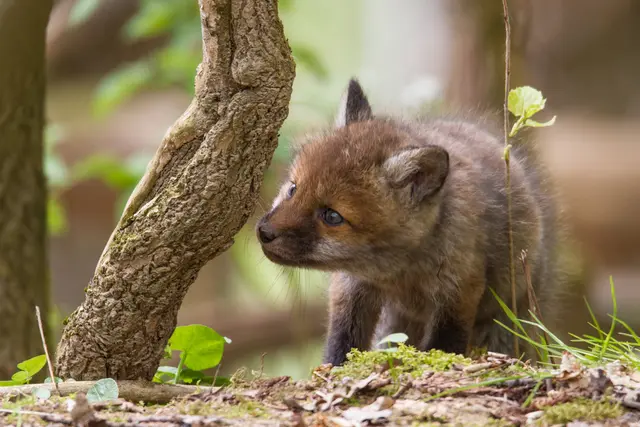 Kleiner Fuchs am Wegesrand | Foto: Erich Hepp