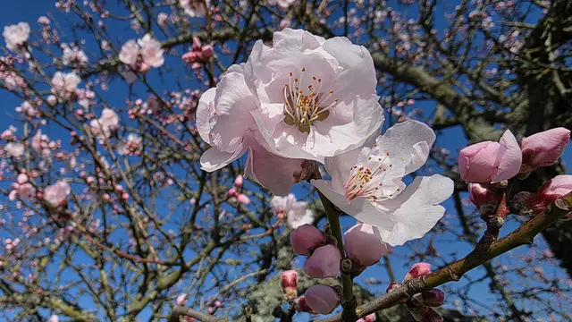 Mandelmeile Edenkoben 2026: Zur Mandelblüte Edenkoben verwandeln sich die Hänge an der Deutschen Weinstraße in ein rosa Farbenmeer | Foto: Jens Vollmer