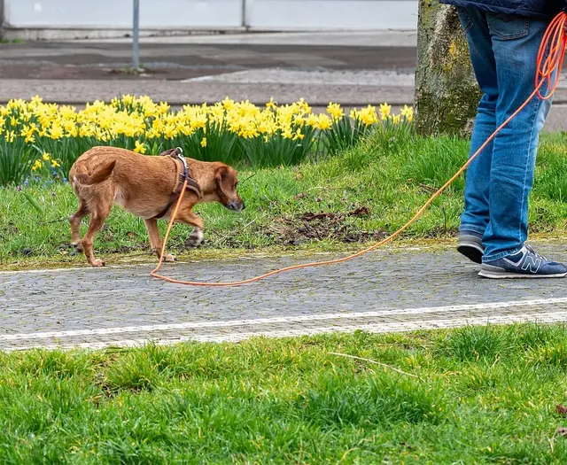 Hund an einer Hundeleine: Unabhängig von der Verfügbarkeit von kostenlosen Hundekotbeuteln muss jede Person, die einen Hund ausführt, den Kot unverzüglich entfernen und ordnungsgemäß entsorgen | Foto: Symbolfoto Stadt Karlsruhe, Monika Müller-Gmelin