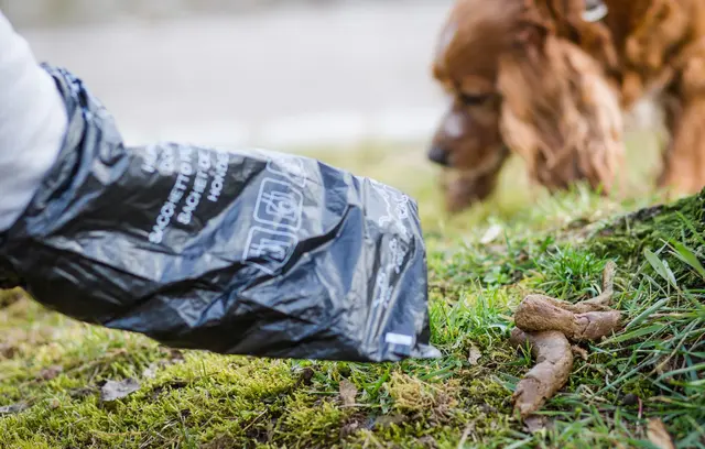 Der bisherige Vorrat an Hundekotbeuteln in Karlsruhe ist aufgebraucht. (Archivbild) | Foto: dpa