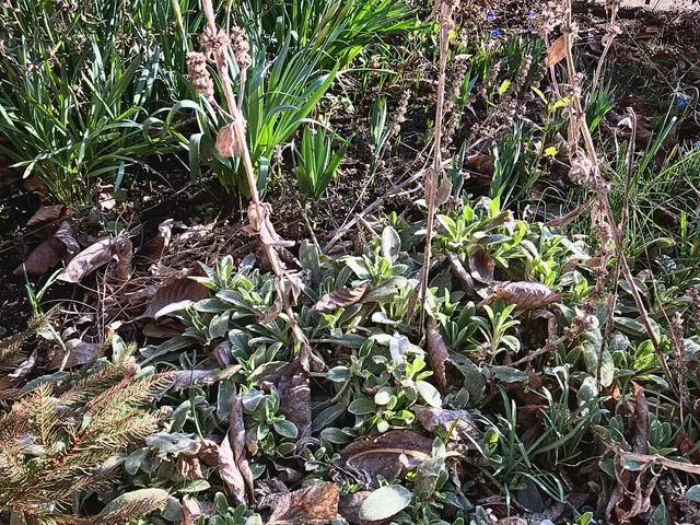 Wenn die Frühblüher an die Oberfläche drängen, wird es Zeit, die Stauden im Garten zurückzuschneiden | Foto: Cornelia Bauer