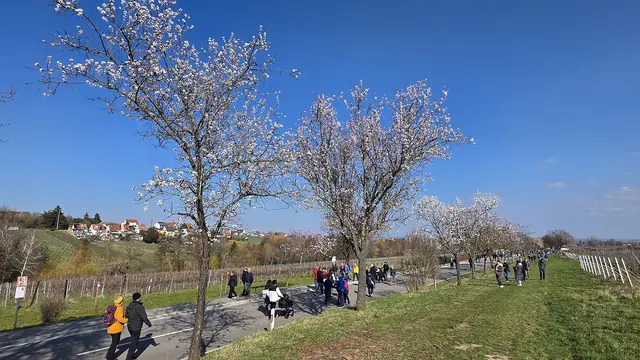 Anfahrt zur Mandelmeile in Edenkoben: Zusatzbusse erleichtern während der Mandelmeile die Anreise nach Edenkoben entlang der Villastraße | Foto: Jens Vollmer
