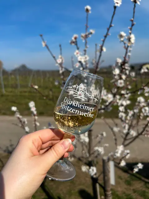Genieße beste Dürkheimer Weine mitten im Grünen und erlebe die Pfälzer Mandel- und Obstblüte hautnah. | Foto: Stadt Bad Dürkheim