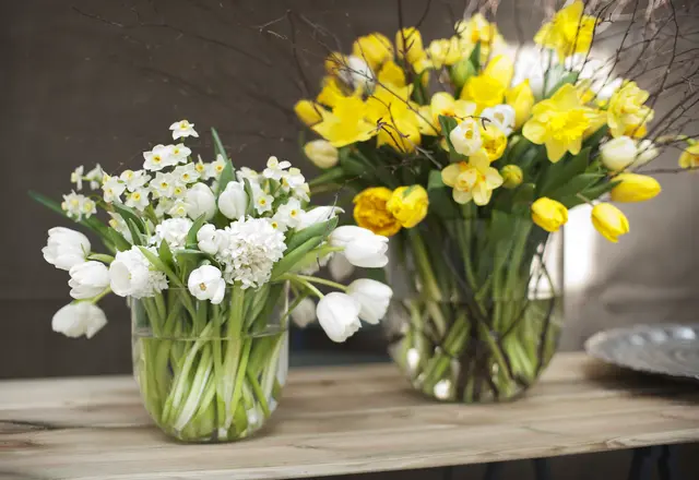 Beim Frühlingsstrauß in der Vase kann die Mischung aus Tulpen, Narzissen und Hyazinthen schneller welken lassen. Mit einem 24-Stunden-Vorbad für Narzissen und Hyazinthen hält das Arrangement meist länger. | Foto: TPN/ibulb.