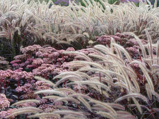 Wenn ein Beet nach der Blüte kahl wirkt, sorgen Ziergräser als Grundstruktur dafür, dass die Fläche weiter geschlossen und gepflegt aussieht. | Foto: BGL