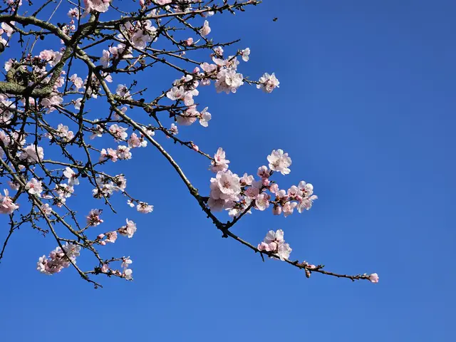 Blütenstand der Mandelblüte am 05.03.2026: Die Mandelmeile in Edenkoben beginnt bereits am 7. März | Foto: Eva Bender