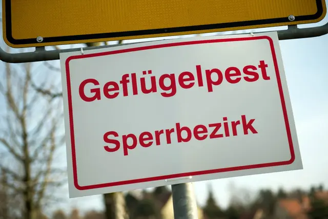In Rheinland-Pfalz wurde die Geflügelpest seit Jahresbeginn bei 35 Wildvögeln sowie in einem Vogelbestand in der Pfalz nachgewiesen. (Symbolbild) | Foto: dpa