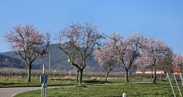 Der Frühling ist da: So langsam färbt sich die Pfalz immer mehr rosa | Foto: Eva Bender