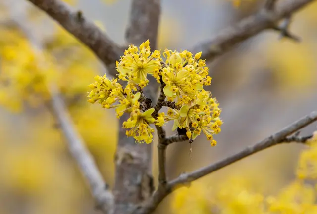 Nicht jede Frühjahrsblüte hilft Insekten. Wir verraten, welche Frühblüher laut NABU Pollen und Nektar liefern und welche im Beet eher nur Deko sind. In dem Foto: Kornelkirsche | Foto: sebi_2569/stock.adobe.com