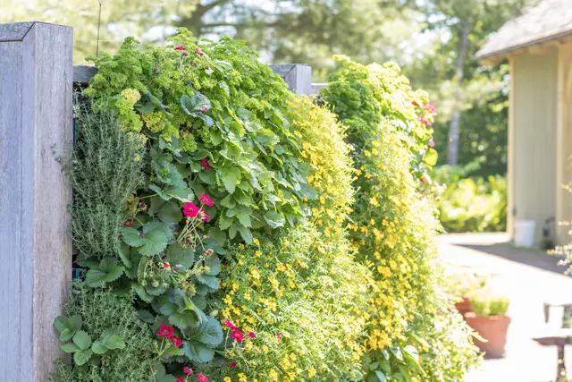 Vertical Garden und begrünte Fassaden können im Sommer Temperaturen senken und das Umfeld angenehmer machen. Damit es nicht zu Schäden oder Ärger bei Fenstern und Rettungswegen kommt, müssen Technik und Pflege von Anfang an mitgedacht werden. | Foto: rabbitti/stock.adobe.com