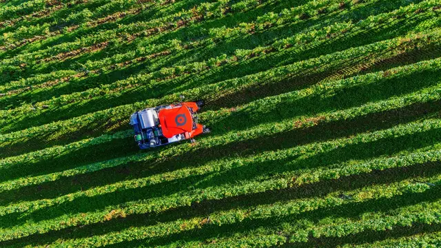 Die Anbaufläche für Wein nimmt ab. (Archivbild) | Foto: dpa