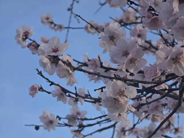 Blütenstand am 7. März: Die ersten Mandelbäume stehen bereits in voller Blüte und locken zahlreiche Besucher in die Region. | Foto: Eva Bender