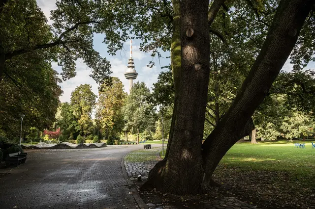 Der Wahlkreis Mannheim Süd beinhaltet alle Stadtteile, die südlich des Neckars liegen. (Luisenpark/Oststadt) | Foto: Christian Gaier