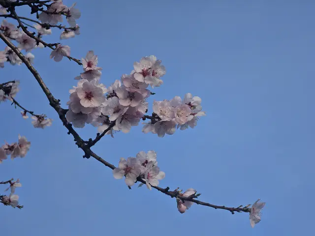 Blütenstand der Mandelblüte am 07.03.2026: Mit jeder geöffneten Blüte steigt die Vorfreude auf das Mandelblütenfest in Gimmeldingen – während die Mandelmeile in Edenkoben bereits an diesem Wochenende startet. | Foto: Eva Bender