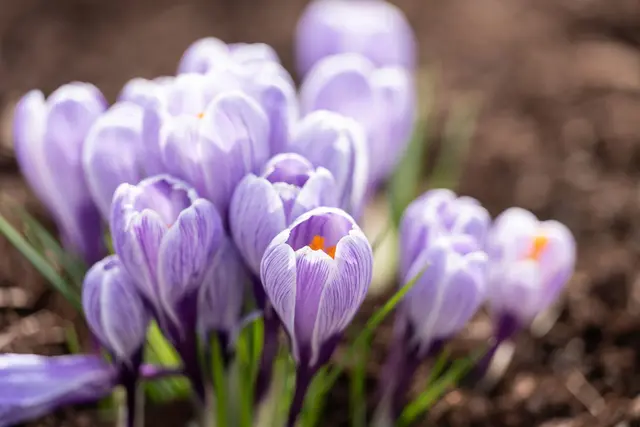 Der Frühling kommt. (Archivbild) | Foto: dpa