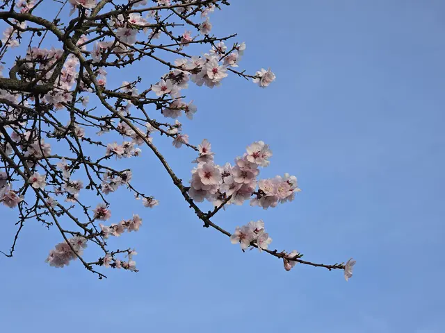 Mit den wärmeren Tagen öffnet sich immer mehr der rosa Blütenteppich der Pfälzer Mandelbäume. | Foto: Eva Bender