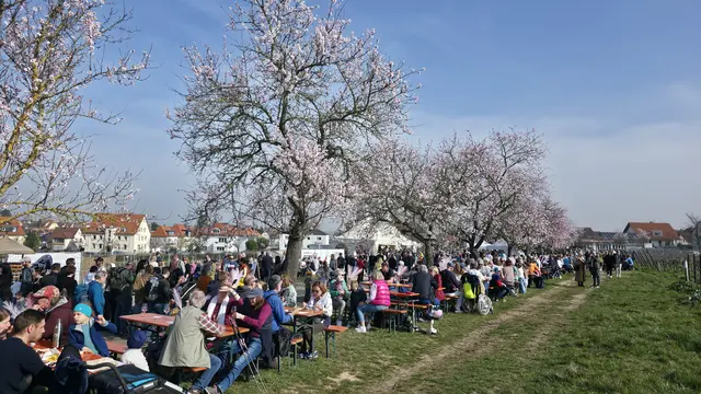 Mandelmeile in Edenkoben | Foto: Jens Vollmer