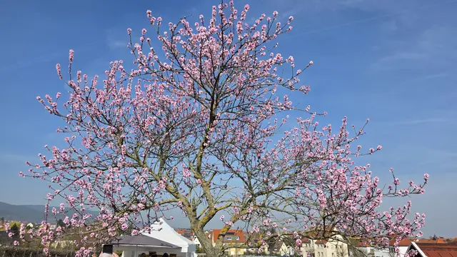Blau - Rosa - eine herrliche Kombination nach trüben Wintertagen | Foto: Jens Vollmer