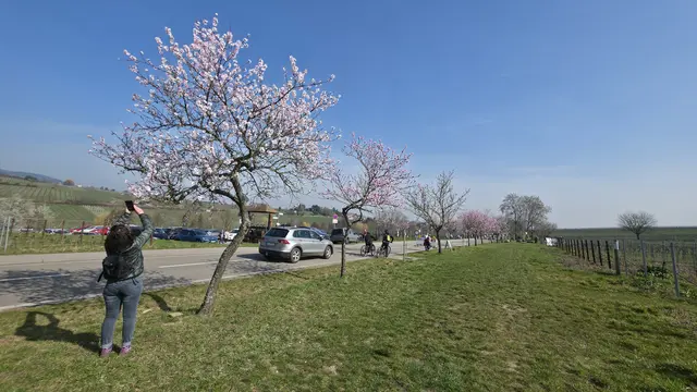 Fotomotive Mandelblüte | Foto: Jens Vollmer