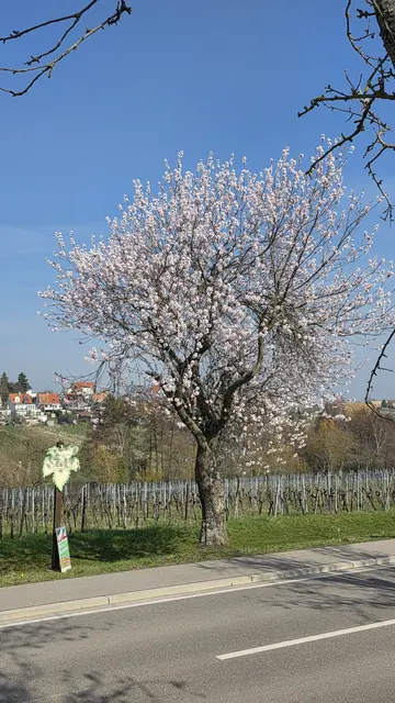 Weiße Blütenpracht | Foto: Jens Vollmer