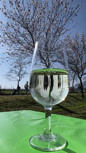 Grauburgunder im Frühlingslicht | Foto: Jens Vollmer