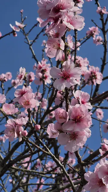 Mandelblüten in rosa | Foto: Jens Vollmer